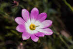 Bartram's rose gentian